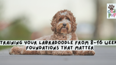 Training Your Labradoodle from 8-16 Weeks: Foundations That Matter