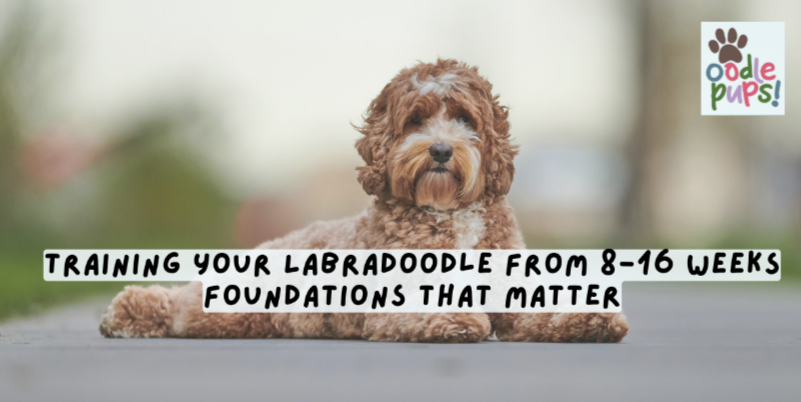 Training Your Labradoodle from 8-16 Weeks: Foundations That Matter