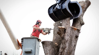Why Homeowners Should Never Delay a Hazardous Tree Removal