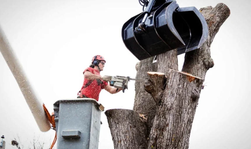 Why Homeowners Should Never Delay a Hazardous Tree Removal