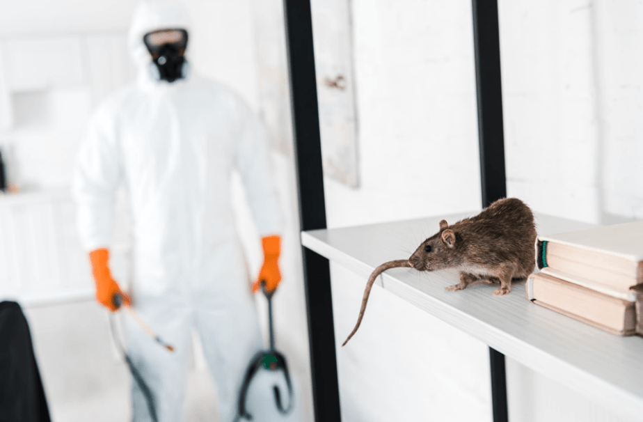 Effective Commercial Pest Control Strategies for Chelmsford Businesses